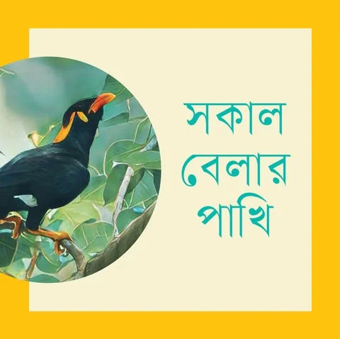 সকাল বেলার পাখি